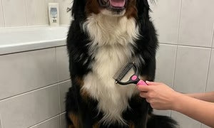 🐶🔥 Double-Sided Pet Hair Remover – Say Goodbye to Hair Everywhere! (🔥 Today Only: 80% OFF) 🐾