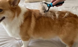 🐶🔥 Double-Sided Pet Hair Remover – Say Goodbye to Hair Everywhere! (🔥 Today Only: 80% OFF) 🐾