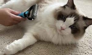🐶🔥 Double-Sided Pet Hair Remover – Say Goodbye to Hair Everywhere! (🔥 Today Only: 80% OFF) 🐾